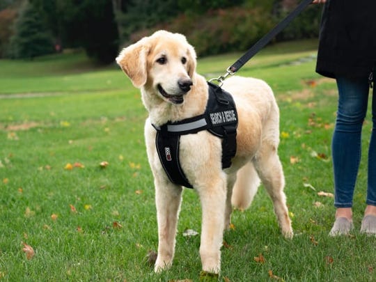 Take your dog everywhere with this sturdy harness.