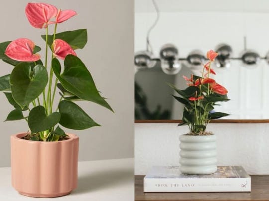 Best last-minute Valentine's Day gifts: The Sill plant