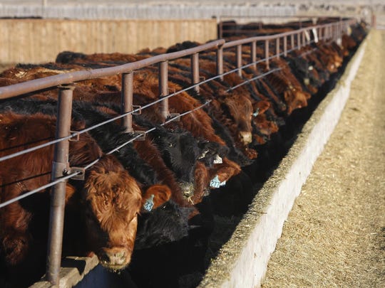 Antibiotics Drought Turn Cattle Investors To Water Rich Memphis