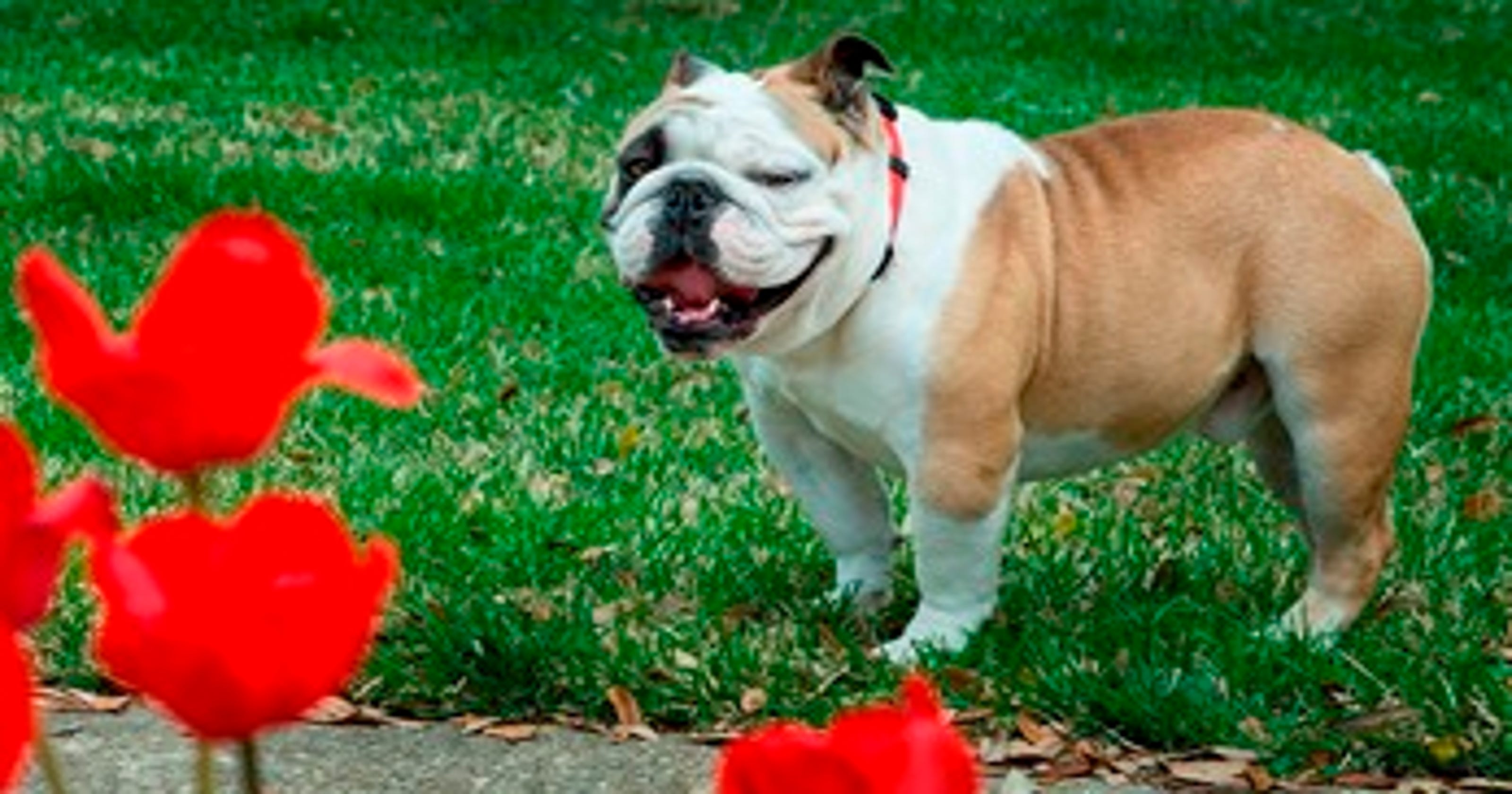 EXCLUSIVE Tech finds new bulldog for mascot