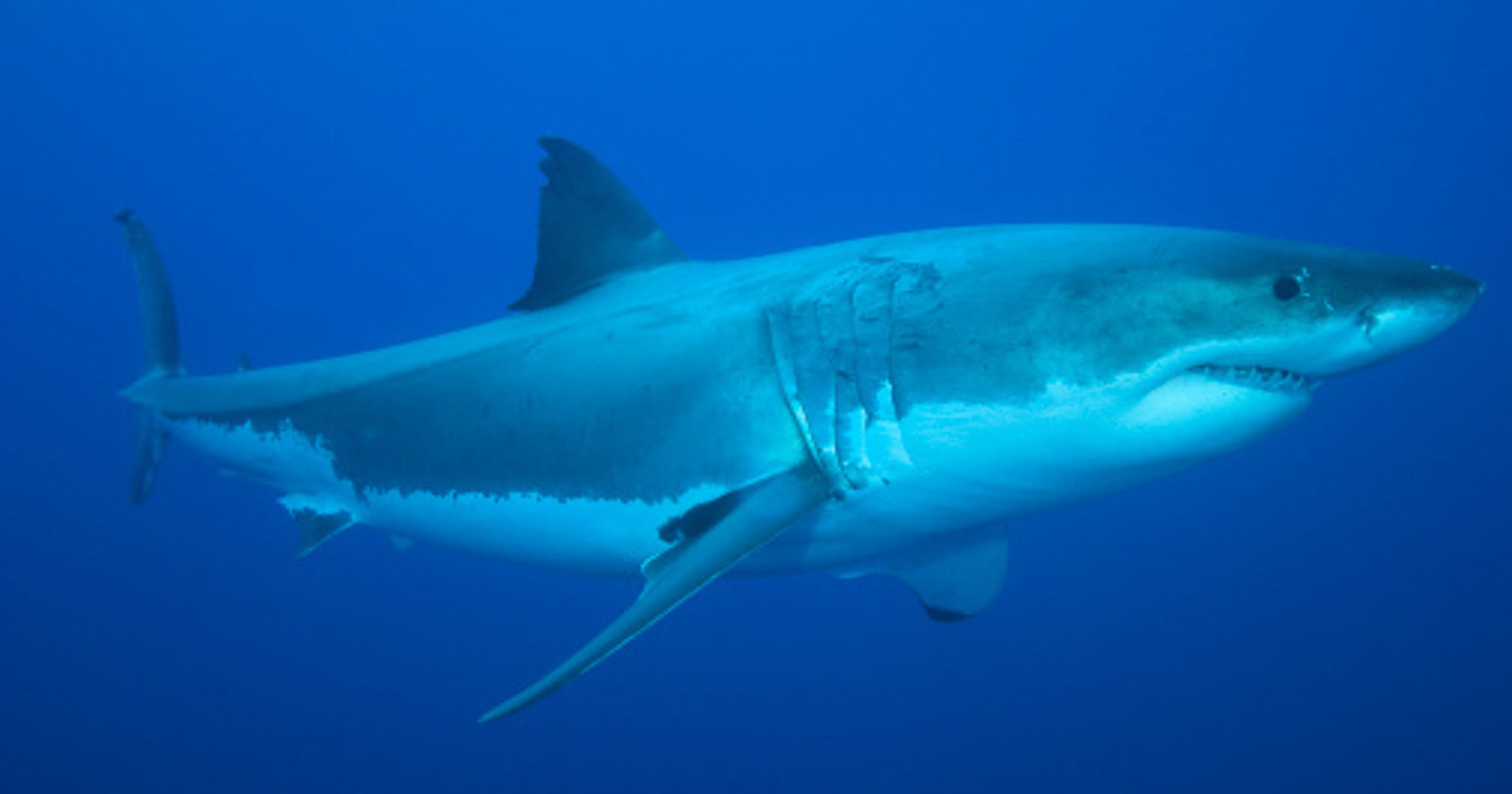 Great white off Panama City sparks shark debate