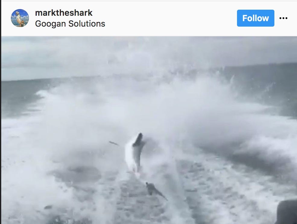 A shark appears to flail behind a speeding boat in a video on Instagram.