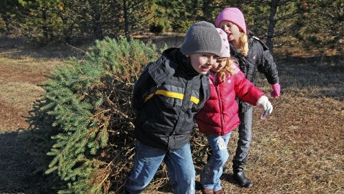 November 25, 2012 Kyle Carpenter age 6 of Dousman (left) and his two sisters, Kalyn age 4 (center) and Lydia age 7 (right) drag the family christmas tree their dad cut down back to the car at Riehle's Tree Farm.