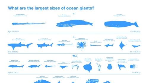 These are the largest sizes of the biggest ocean creatures