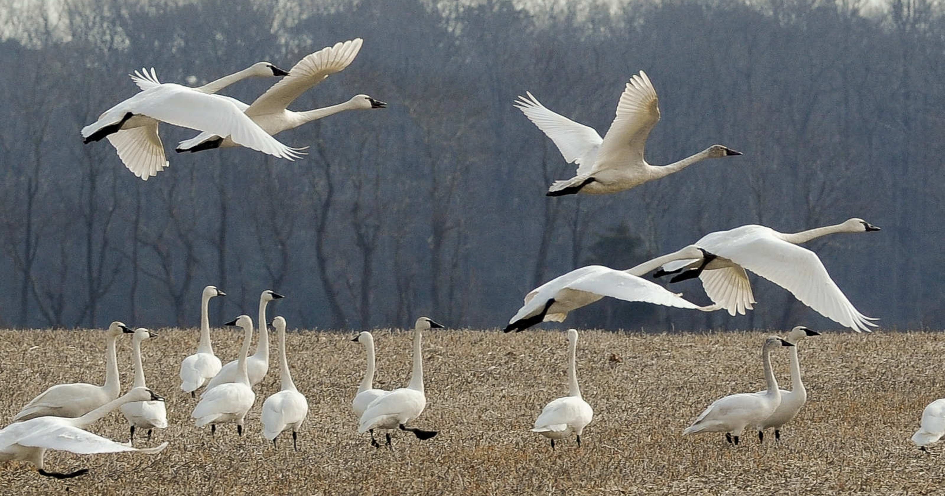 Migrating tundra swans stop over in Delaware