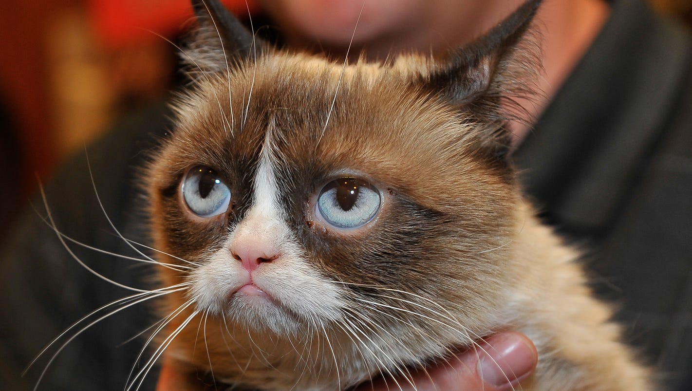Noooooo! Is Grumpy Cat really worth $100 million?!