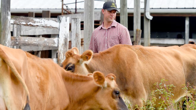 Benjamin Beichler walks among pregnant dairy cows at Creambrook Farm in Middlebrook on Wednesday, Sept. 13, 2017.  Benjamin owns the farm with wife Kristen Beichler, and they hope with expected births that their herd of milking cows expands from 32 to 40. 
