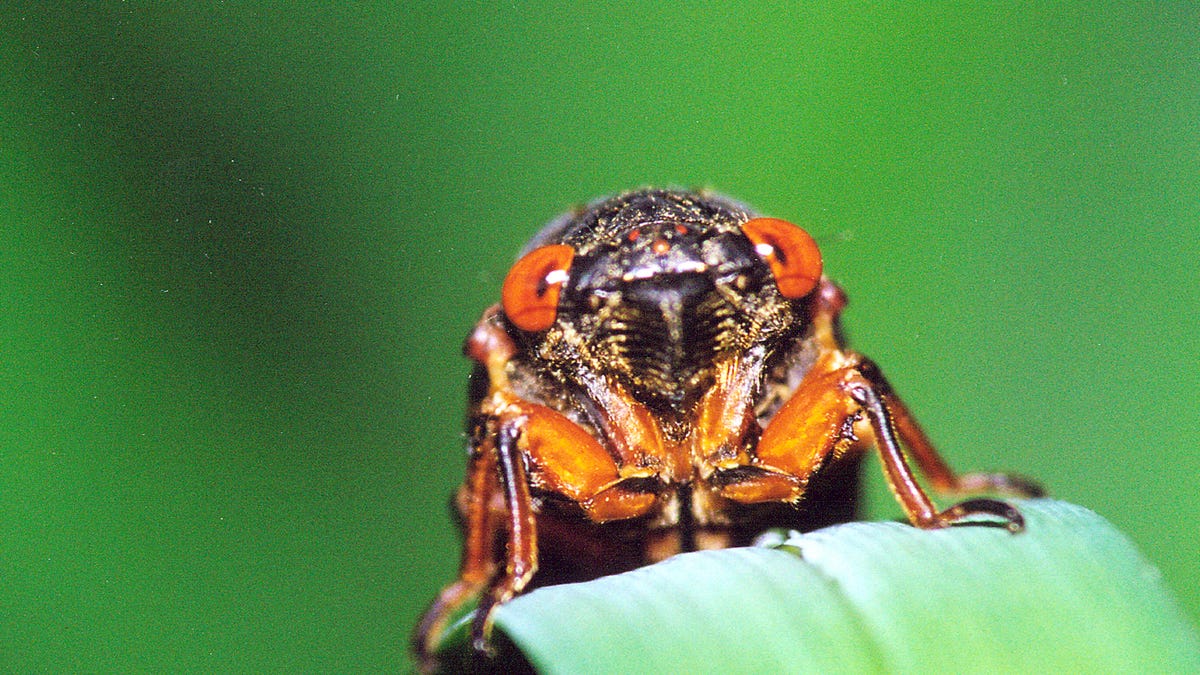Will loud, pervasive 13-year or 17-year cicadas emerge from the earth this year in Kansas?