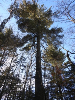 Standing under a magnificent white pine at sunset can refresh your soul.