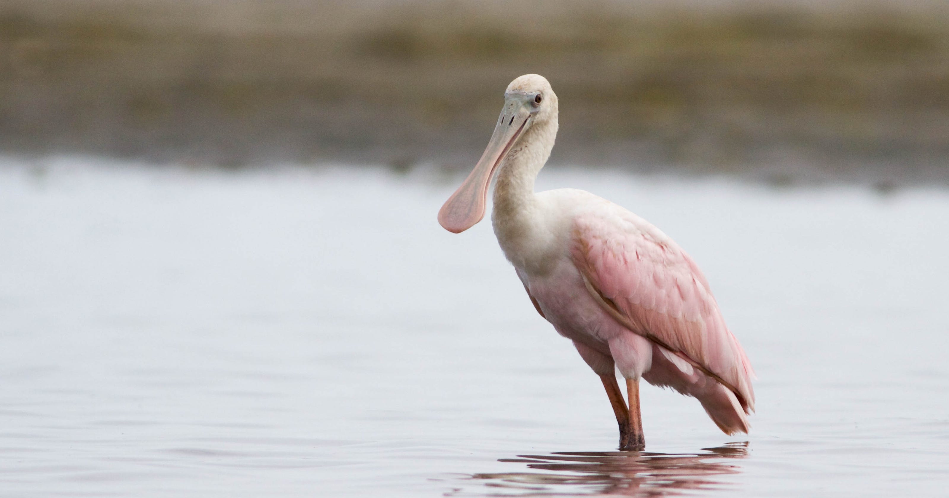 Why Are These Florida Birds In New Jersey