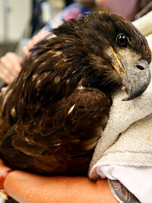 Oct 13 Naturalist Foray Birds In Autumn Doylestown Pa