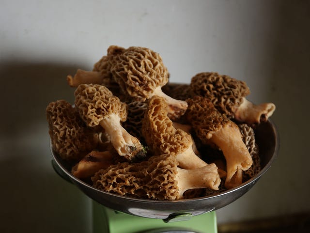 Morel Mushrooms Recipes Tips And More For Those Looking For The
