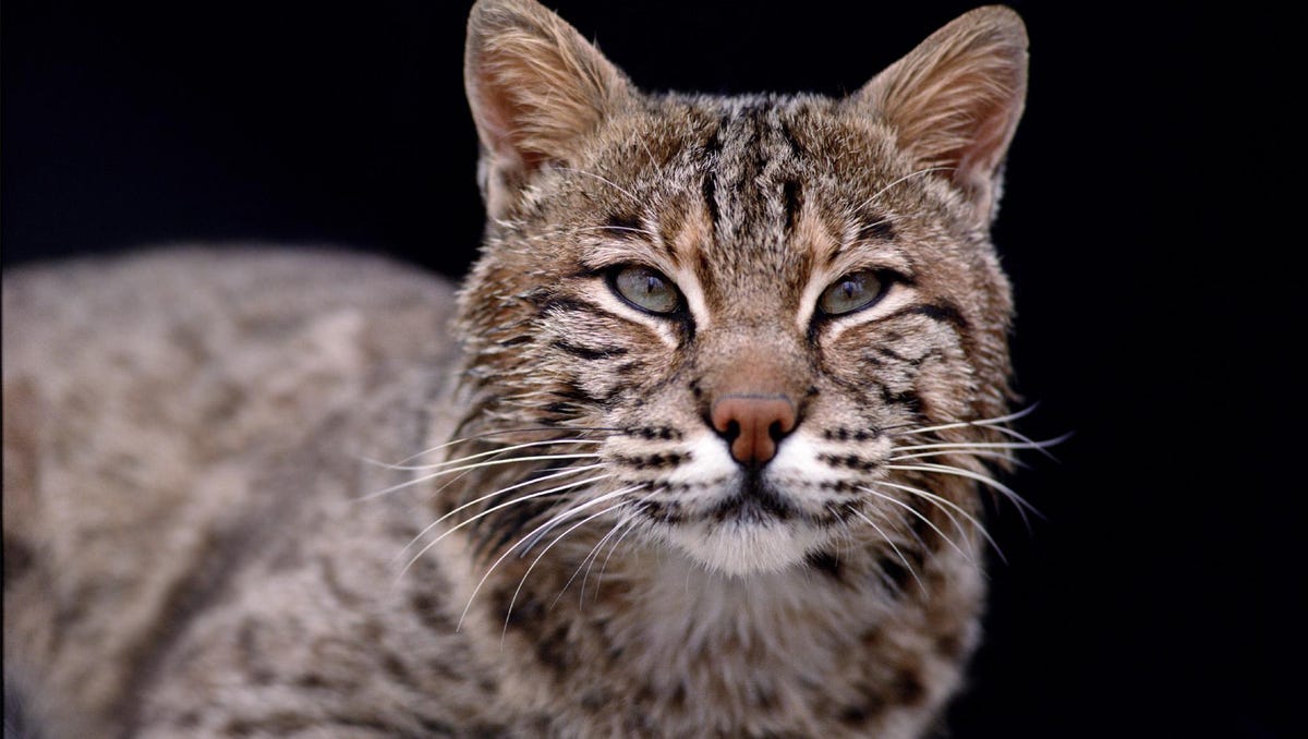Why lawmakers want to make bobcat hunting legal in Indiana