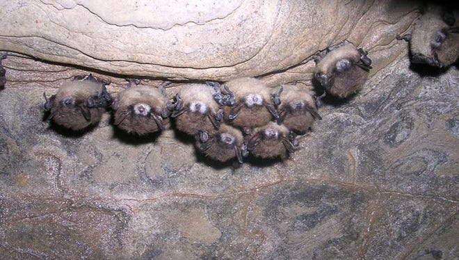 A colony of bats infested with the deadly fungus photographed in another state.