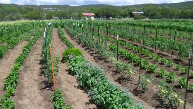 A field of produce is grown for healthy living.