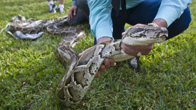 A demonstration on how to handle a Burmese Python during training for the Python Challenge at the University of Florida Research and Education Center in Davie, Florida in 2012.