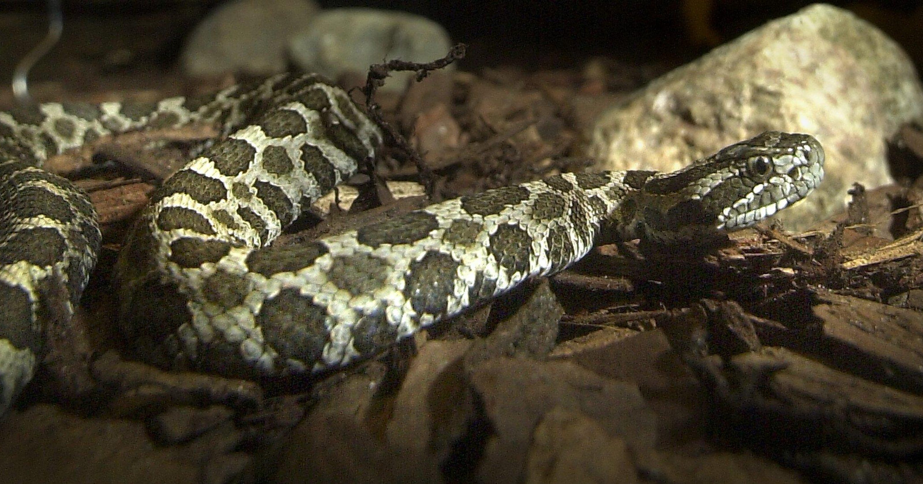 Leave snakes alone, Michigan Department of Natural Resources says