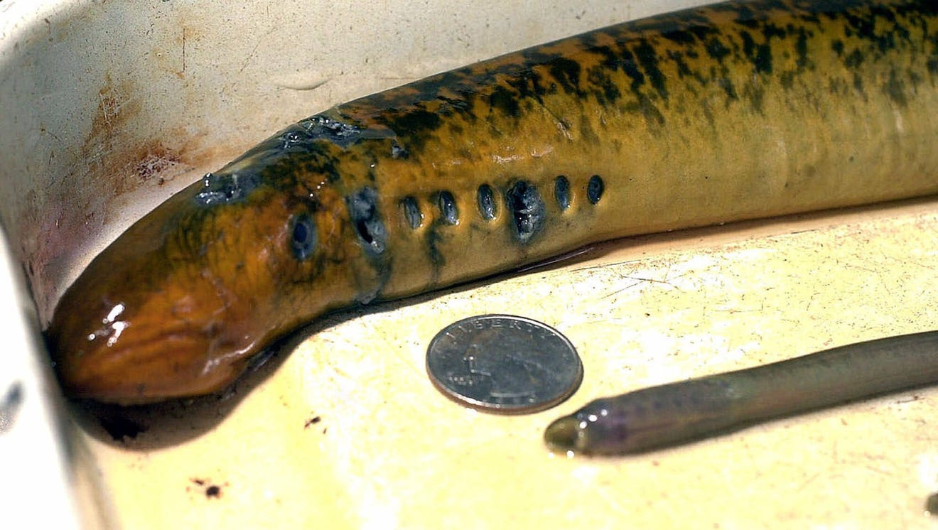Invasive sea lampreys in Great Lakes puzzle scientists