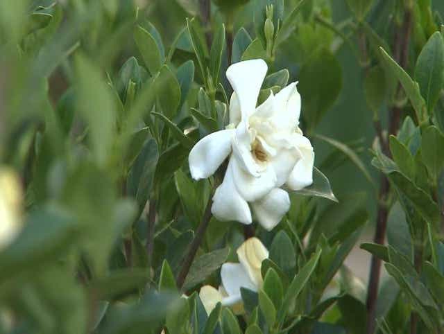 Gardening Gardenias And Florida