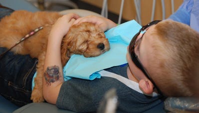 Nutmeg, a 10-week-old Labradoodle and therapy dog-in-training with 
her charge at a Feb. 28 Give Kids A Smile event in Portland at the 
Oregon School of Dentistry.