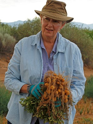 Stephanie Walker, New Mexico State University Extension vegetable specialist and researcher, displays one of the papa criolla type potato plants during harvest of a trial plot in Los Lunas on June 30. NMSU and the University of Florida are collaborating with U.S. Department of Agriculture breeding project that is developing the nutritious South American potato to be raised in the United States.