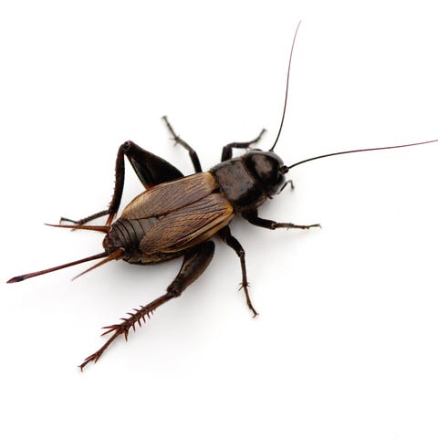 Neal makes $600 a month selling bugs online at...