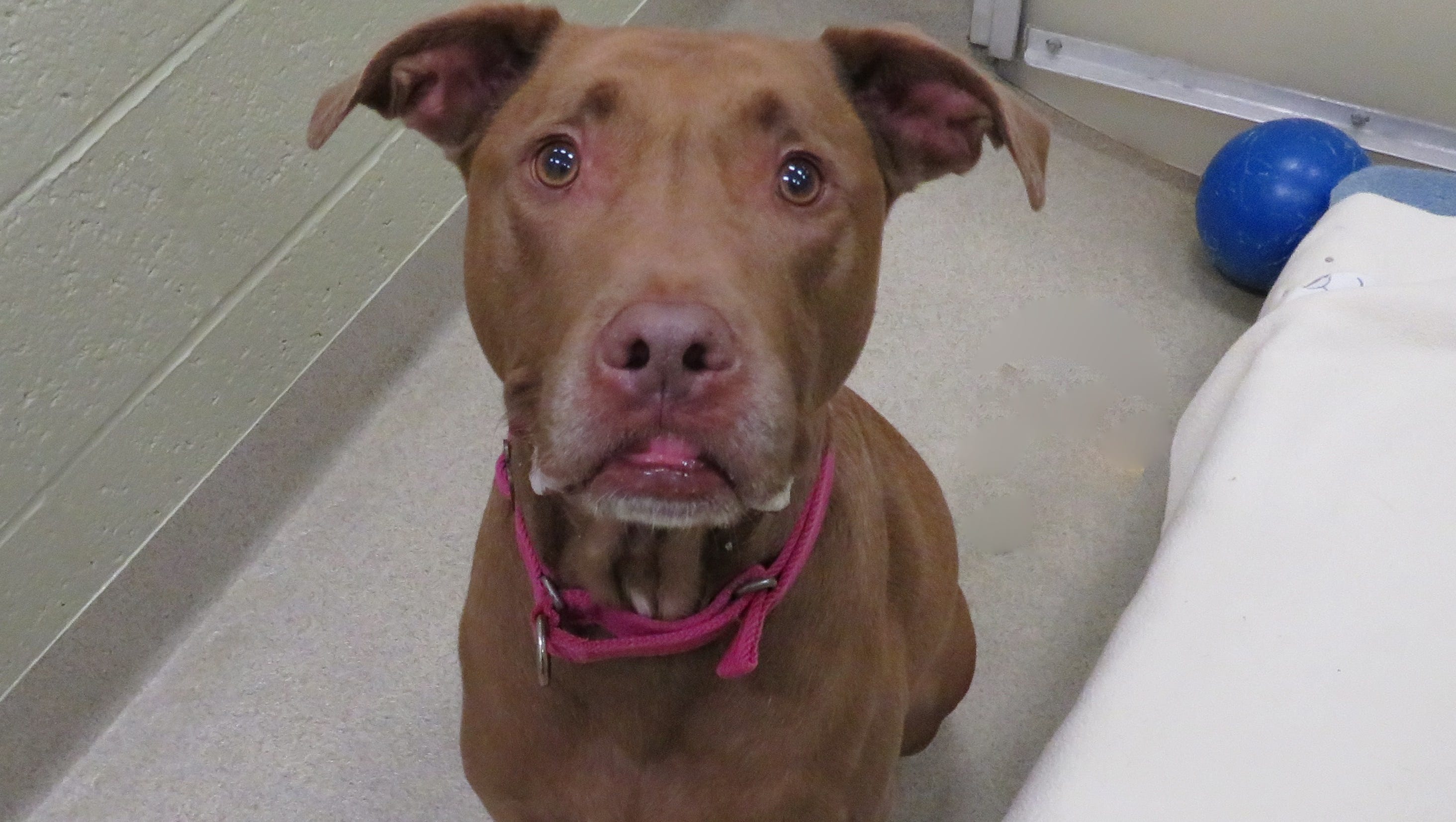 Where To Adopt A Pet On The Treasure Coast