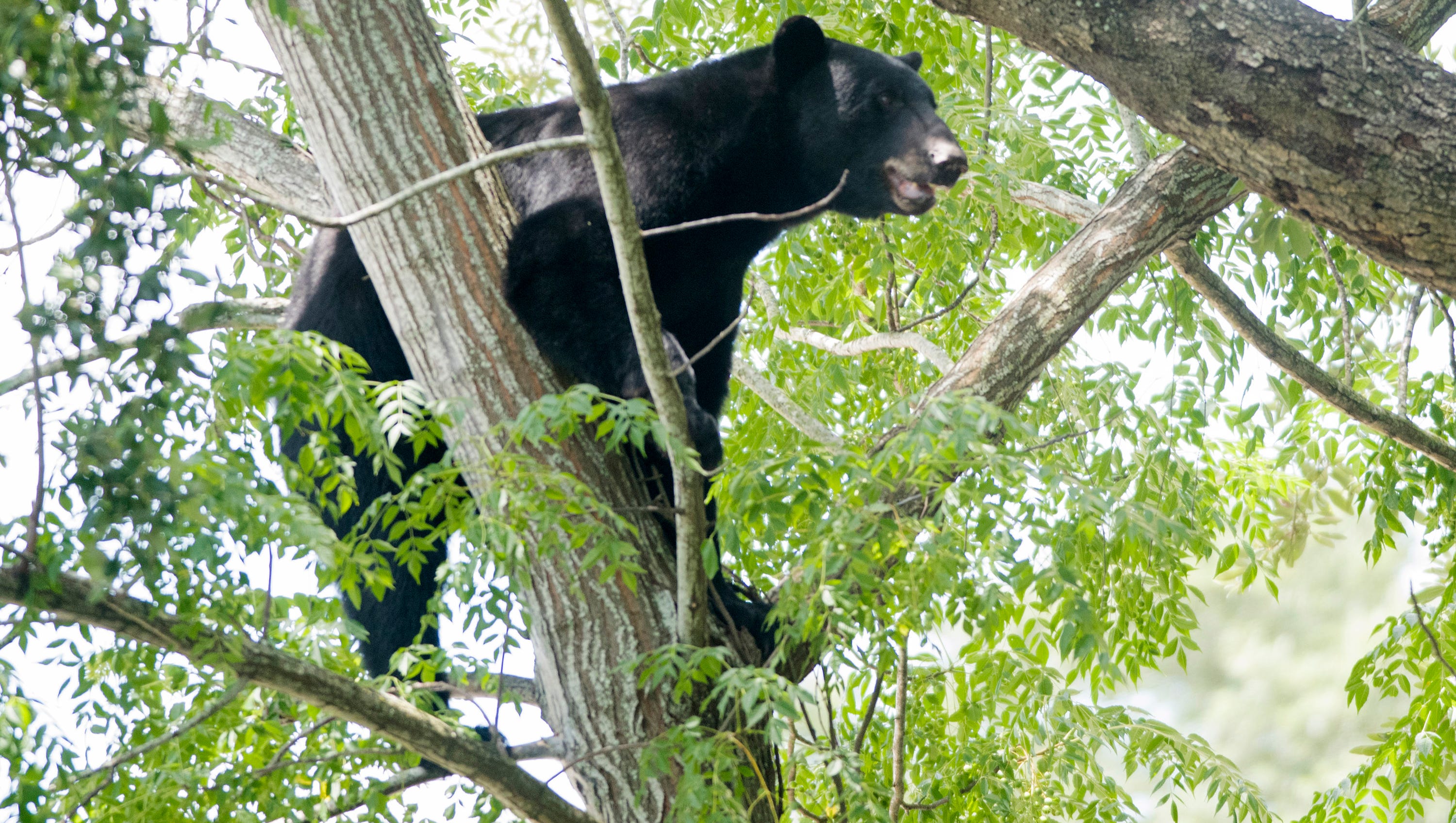 Fwc Pet Dog Killed By Black Bear With Cubs In Gulf Breeze Backyard Fwc Pet Dog Killed By Black Bear With Cubs In Gulf Breeze Backyard