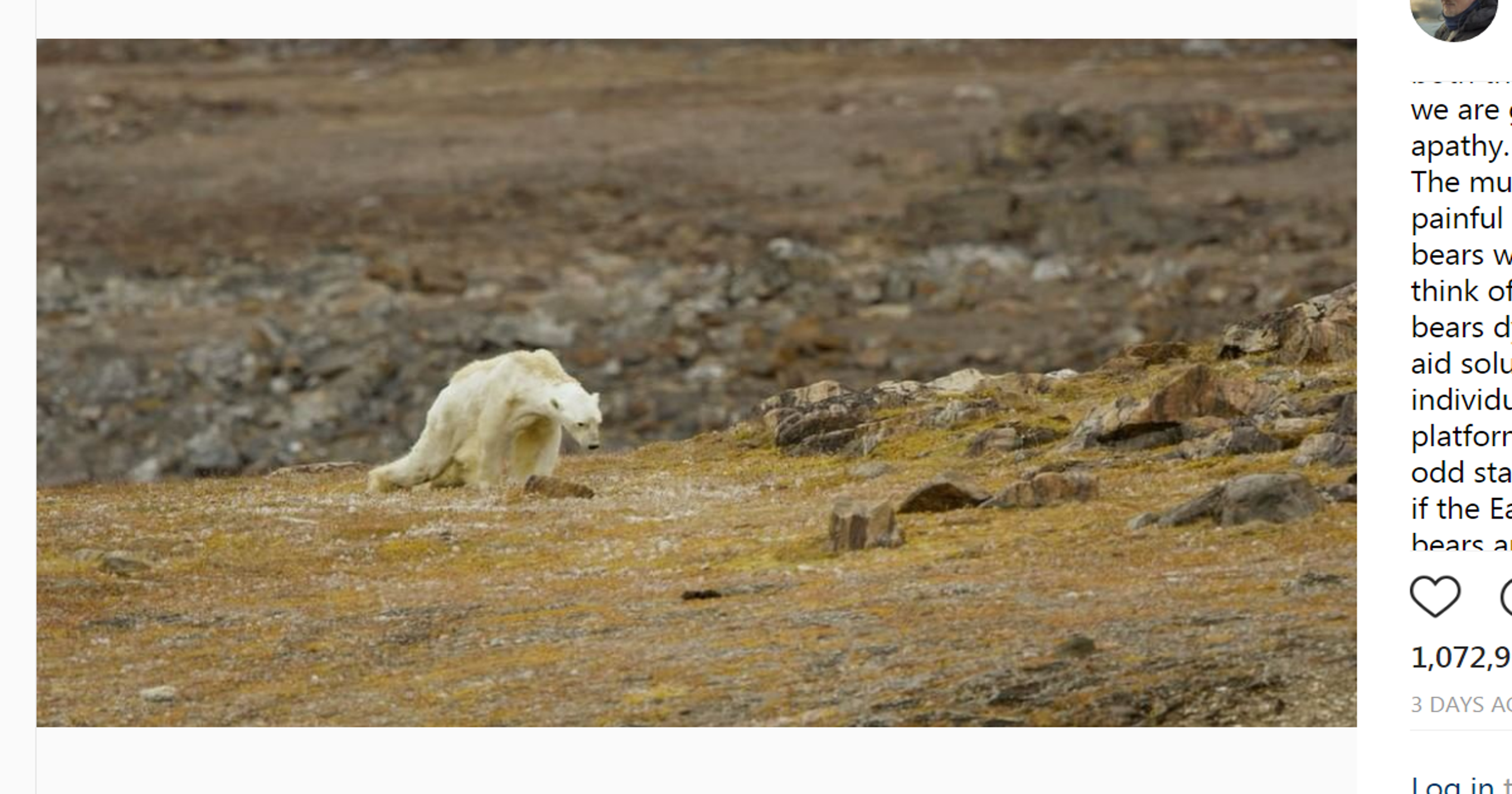 National Geographic photographer shares emotional video of dying polar bear