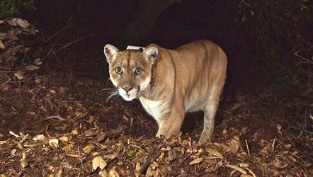 This file  photo provided by the National Park Service shows newly released images of the Griffith Park mountain lion known as P-22. The mountain lion living in Los Angeles' Griffith Park appears to have recovered from mange and exposure to rat poison. The National Park Service on Thursday released the photo taken last month by a remotely triggered camera set up at the site of a freshly killed mule deer. More than 1,500 photos were taken as P-22 returned to feed over four nights.