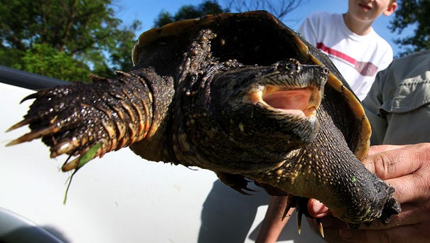 A snapping turtle is seen in this 2009 photo.