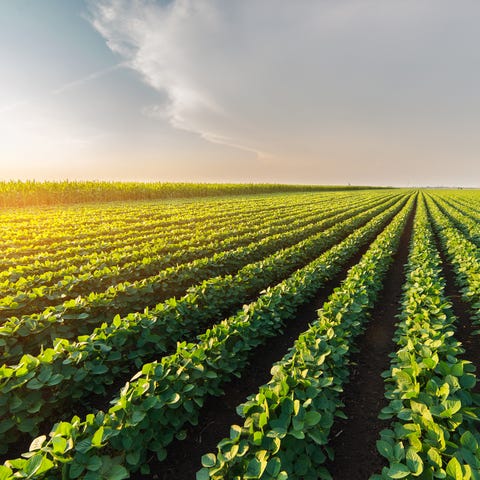 Soybeans are one of the key battlegrounds in the...