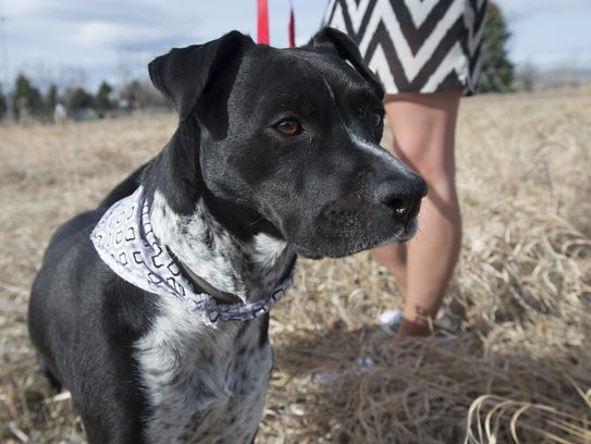 Candace Braden's dog, Finn, ingested a marijuana edible