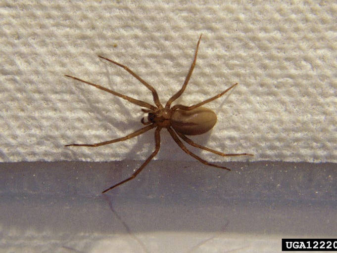Michigan Spiders Identification Chart