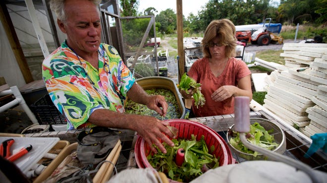 Mike Wallace, owner of Pine Island Botanicals, and employee Sheila Hartwell harvest gourmet lettuce at the Pine Island farm.