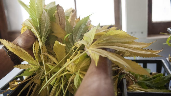 A farmer lifts up a bunch of hemp leaves that are drying in the barn at his farm in Marlboro, Vermont, in this file photo.