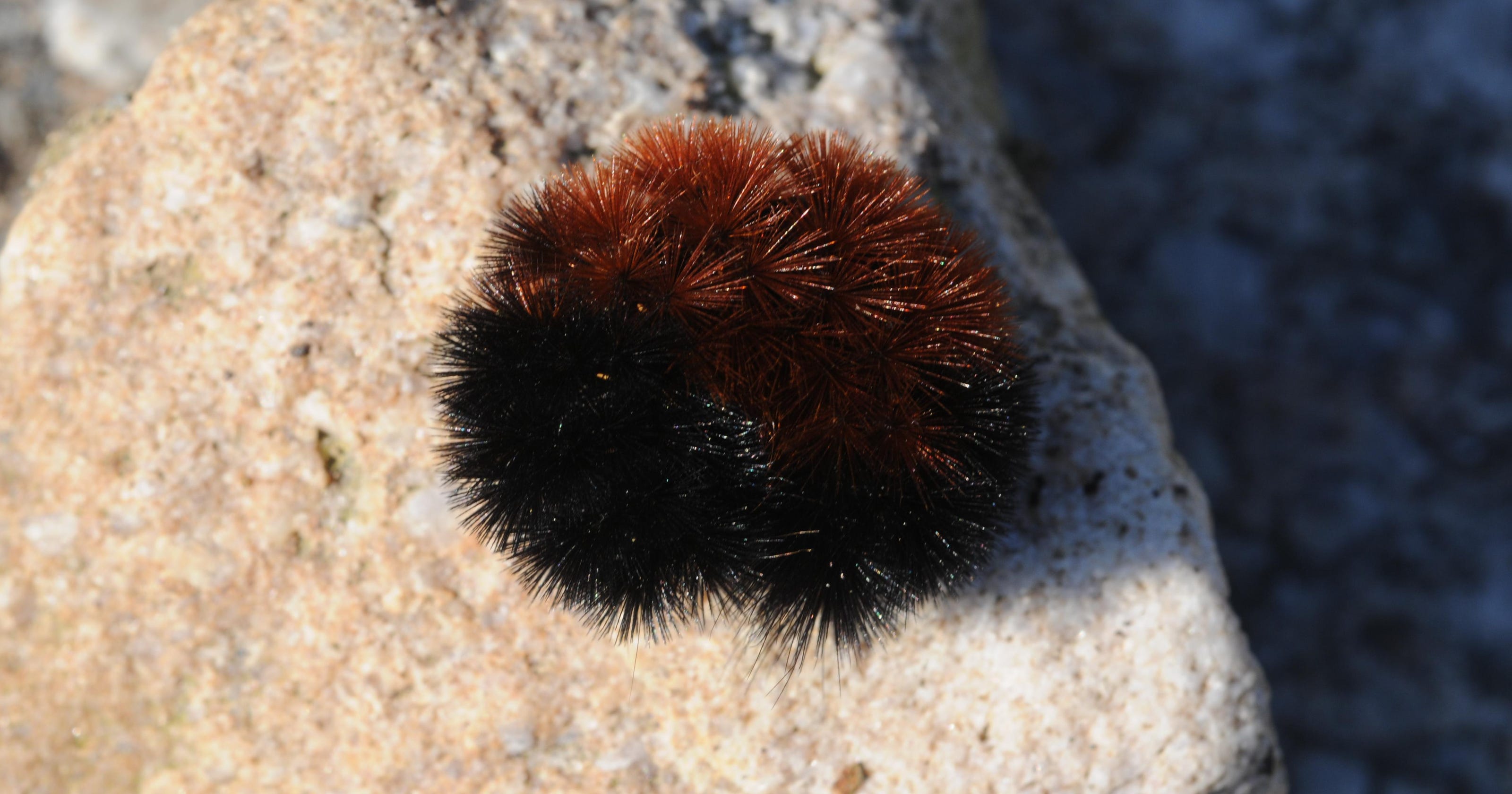 woolly bear caterpillar plush