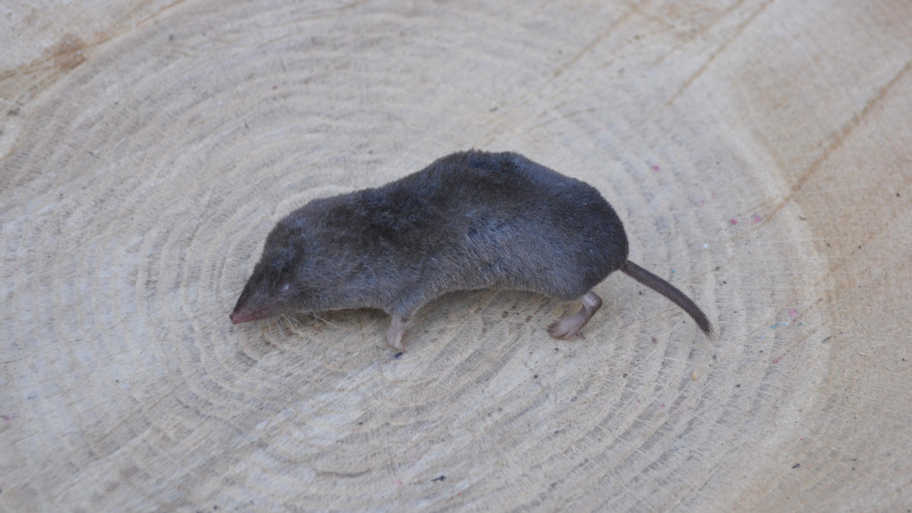 Dr. Dirt: It's better to have loose shrews
