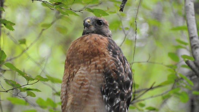 Species Spotlight Red Shouldered Hawk Species Spotlight Red Shouldered Hawk