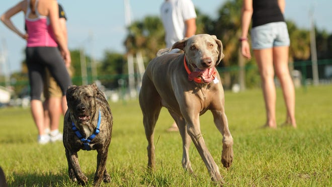 Happy Tails Dog stroll-a-thon starts at 10 a.m. Saturday at Sand Point Park, 101 N. Washington Ave., Titusville. Features include adoptable pets, $5 nail trims and vendors. Registration starts at 9 a.m. Admission is free. Call 321-501-7696. For FLORIDA TODAY Pepper and Ruger run at Sand Point Park in Titusville. AMaNDA STRATFORD/FLORIDA TODAY FILE Pepper and Ruger run in the Marina Park dog park in TItusville. (Photo by Amanda Stratford, for FLORIDA TODAY)