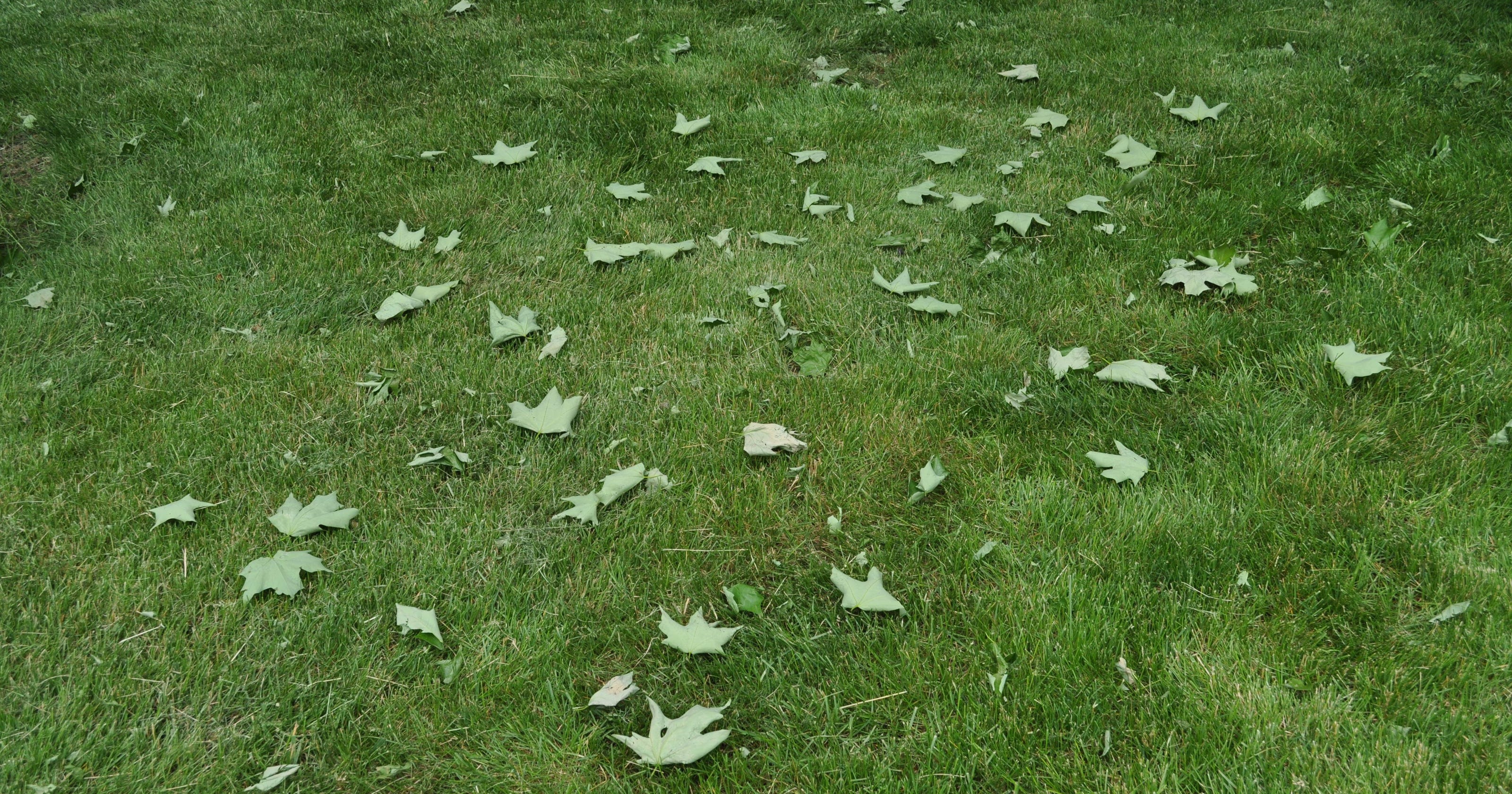 Dr. Dirt Why maples shed leaves and bark