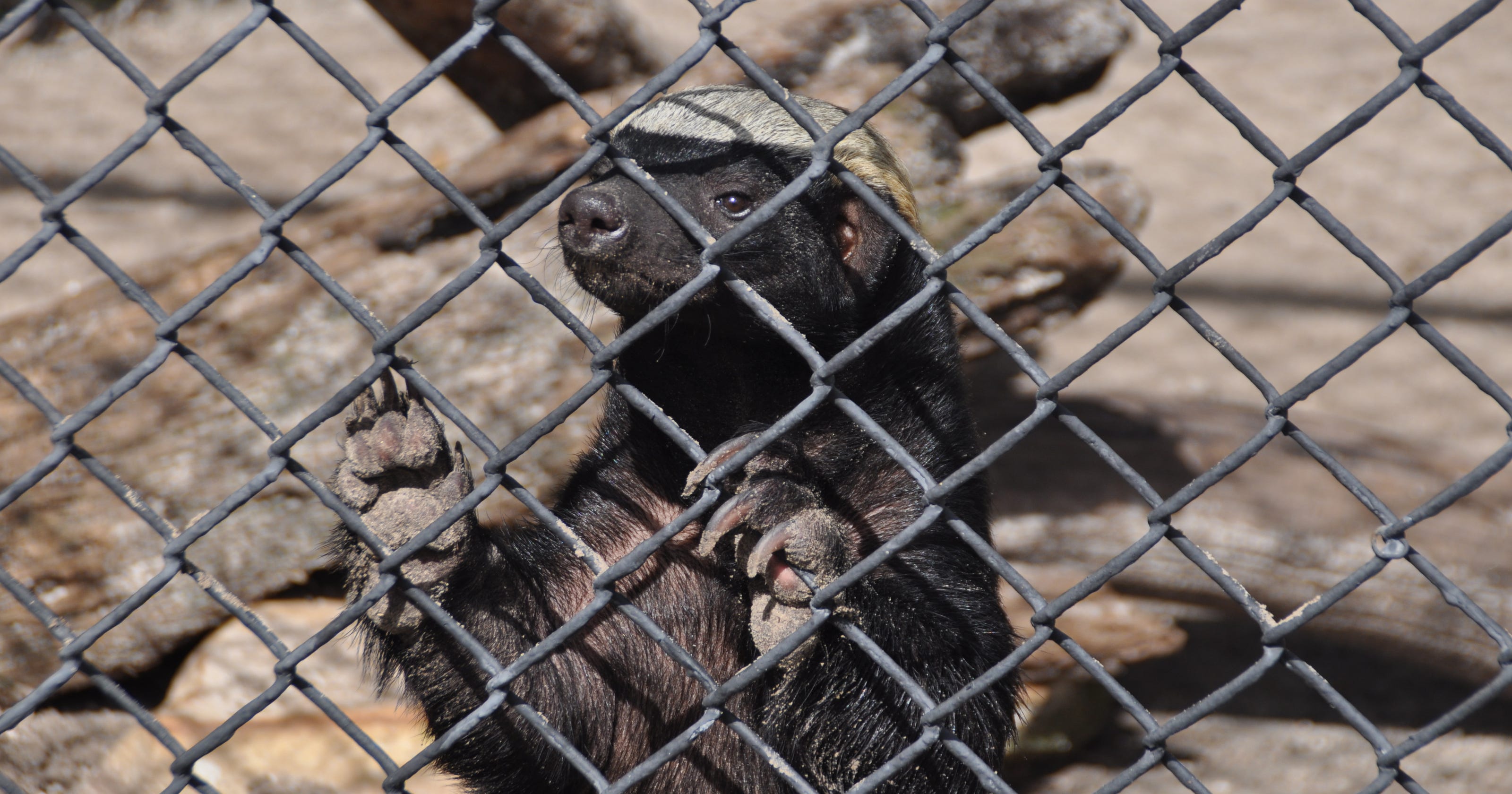 To see honey badger go to Naples Zoo