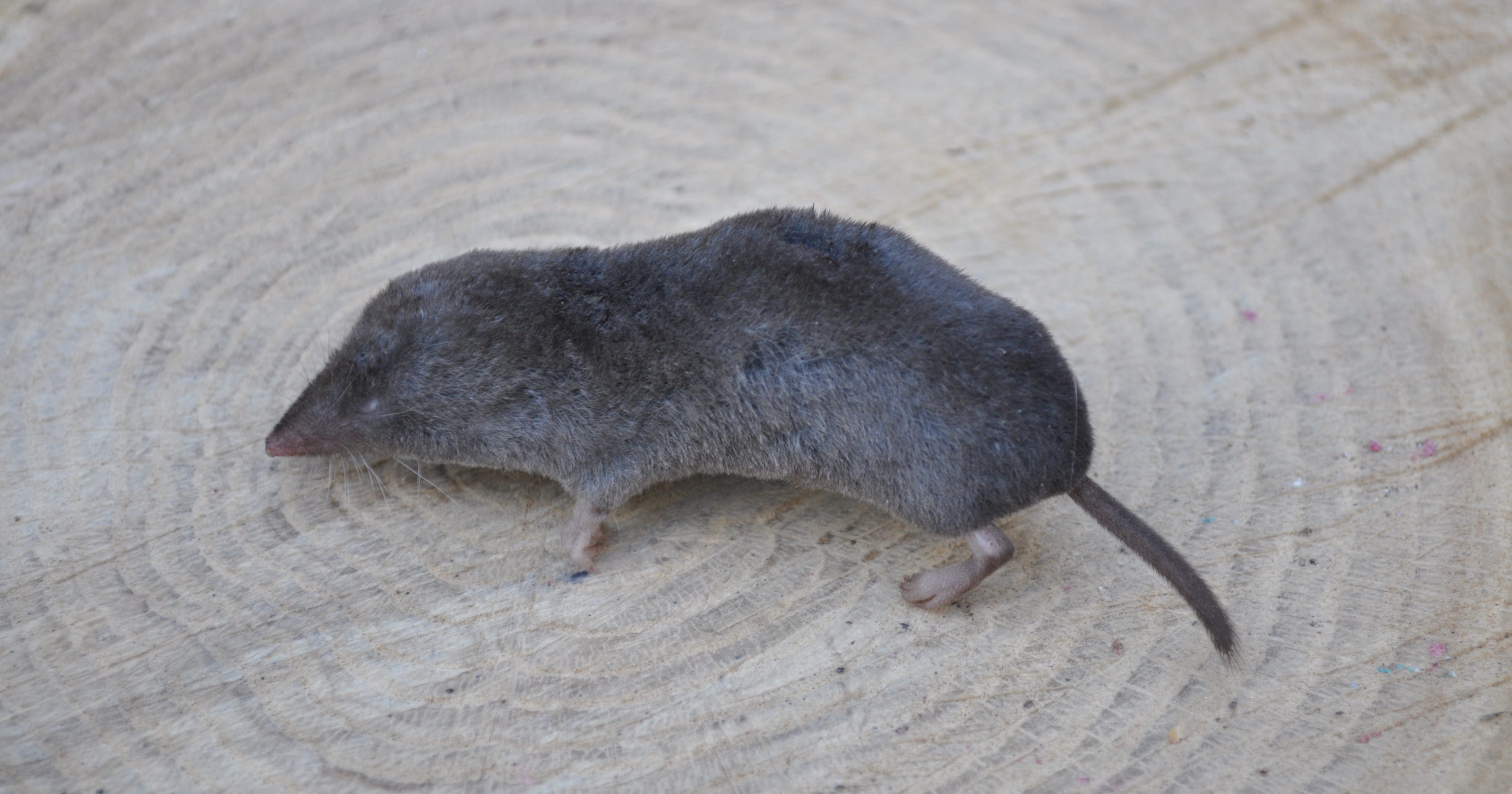 Mouse, mole, or Northern Short Tailed shrew?