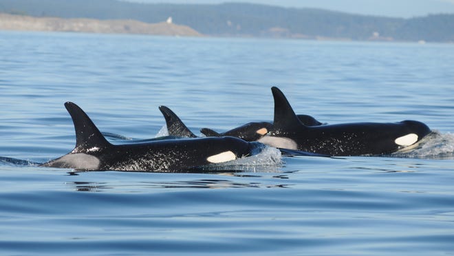 
A baby orca swims Sept. 6 with two adults in the waters of Puget Sound near Seattle, Wash. 
