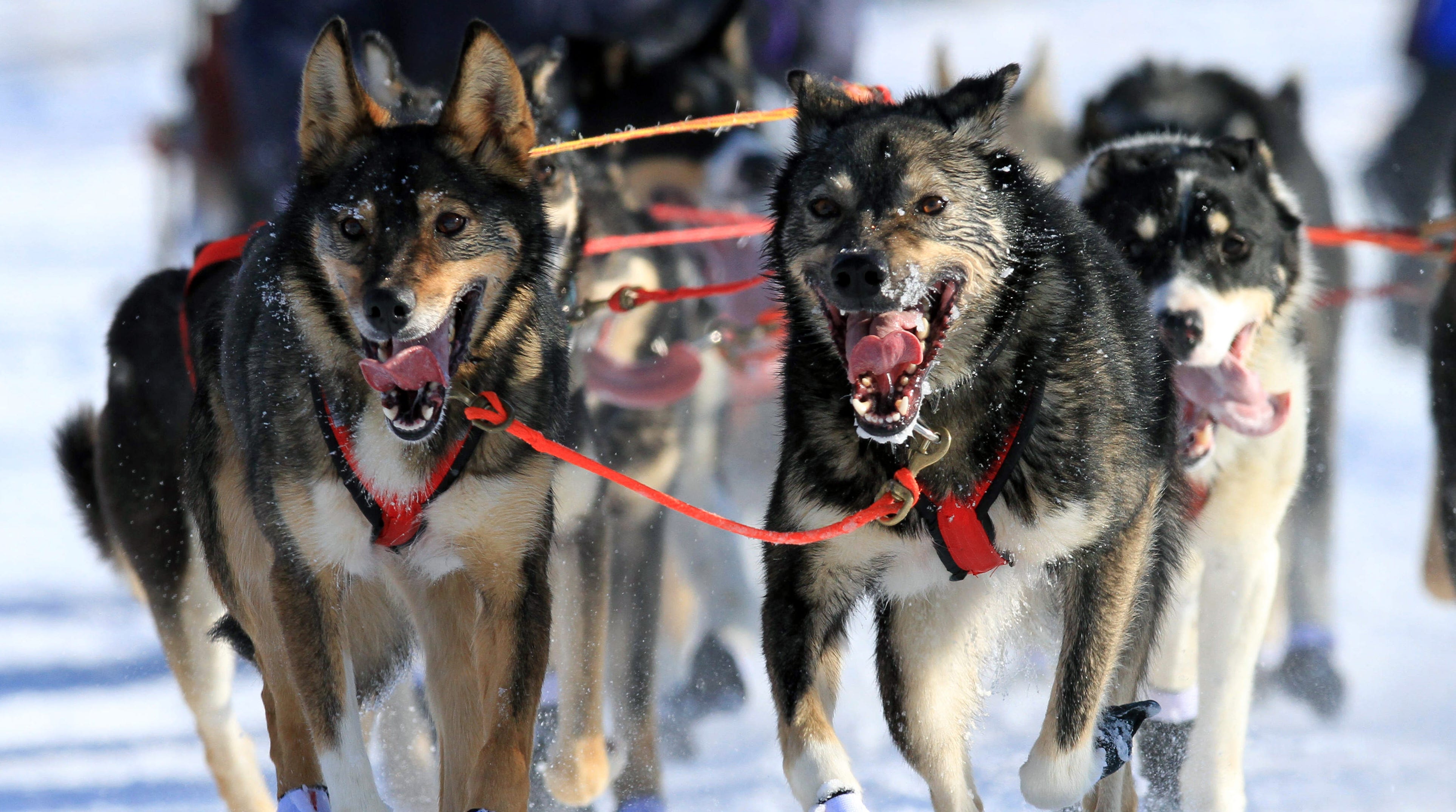 Canines have jobs of their own