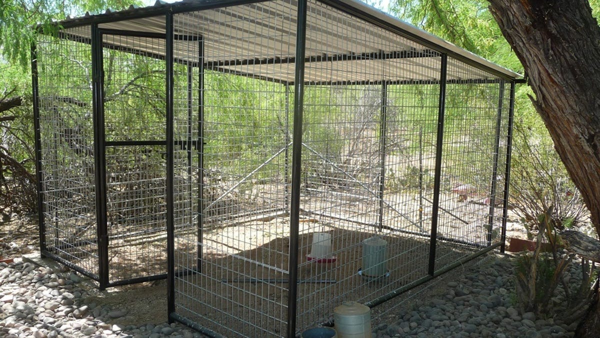 How To Live Happily In The Desert With Your Pets