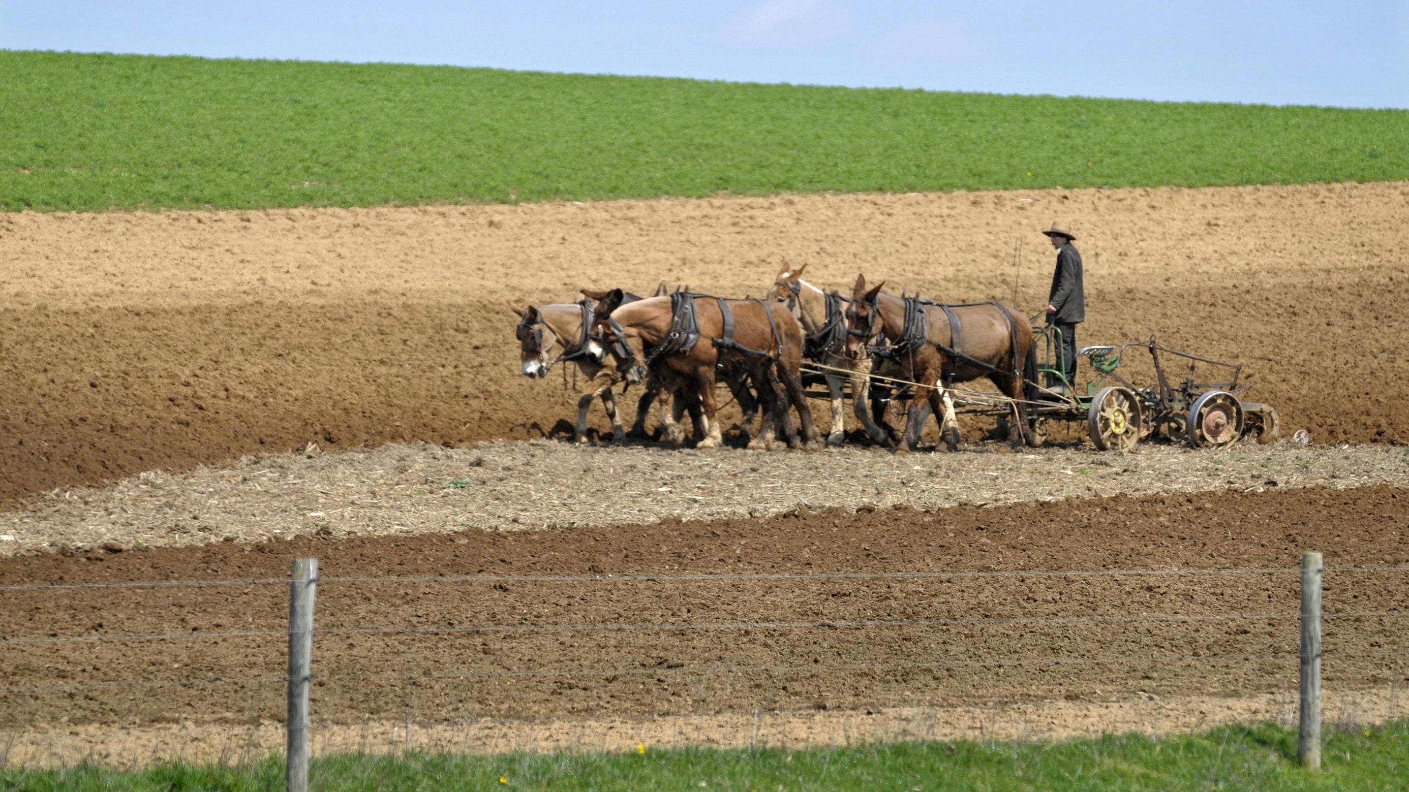 In this April 15, 2011, file photo, an Amish farmer plows a field near New Holland, Pennsylvania.