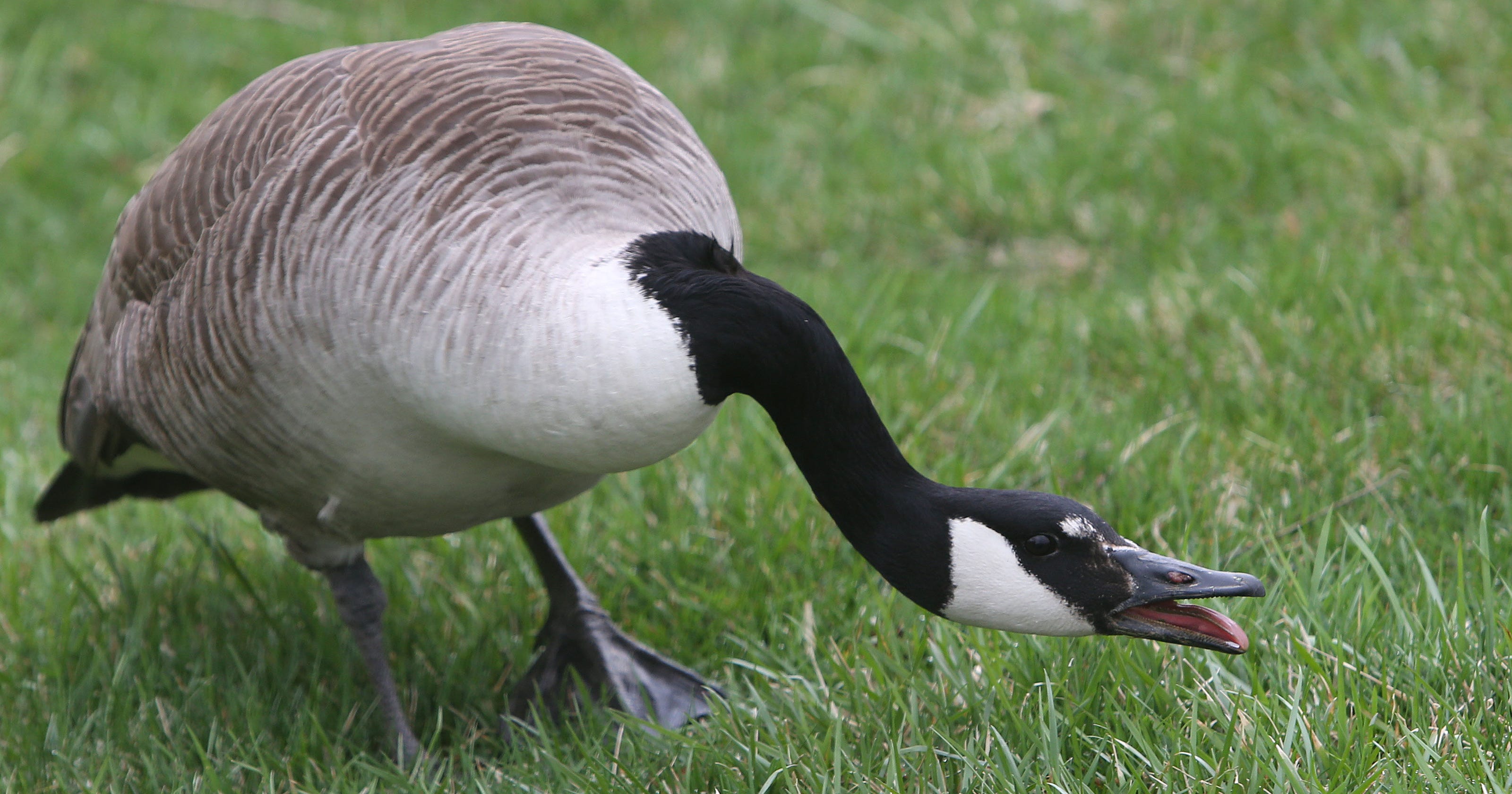 Angry geese occupy White Plains HS