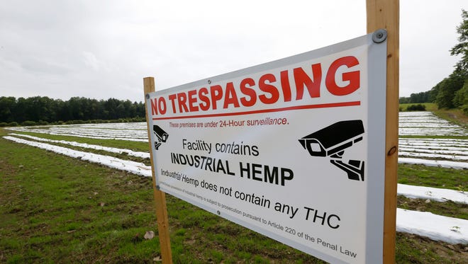 Signs warning of no trespassing and the fact that industrial hemp does not contain any THC at the site of the industrial hemp farm at Nanticoke Gardens in Endicott on Thursday. 
