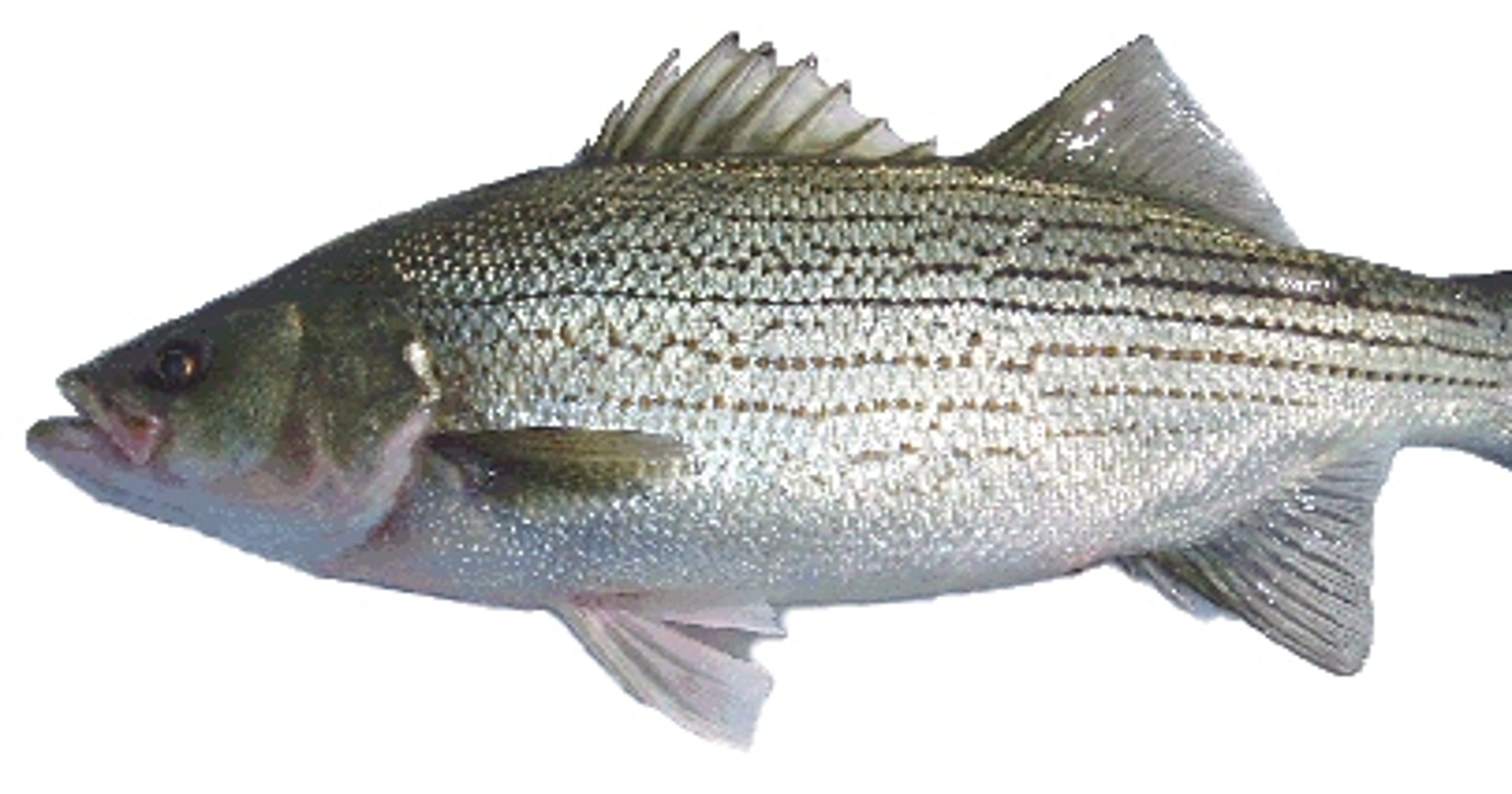 SNYDER Hybrid striped bass gain in popularity